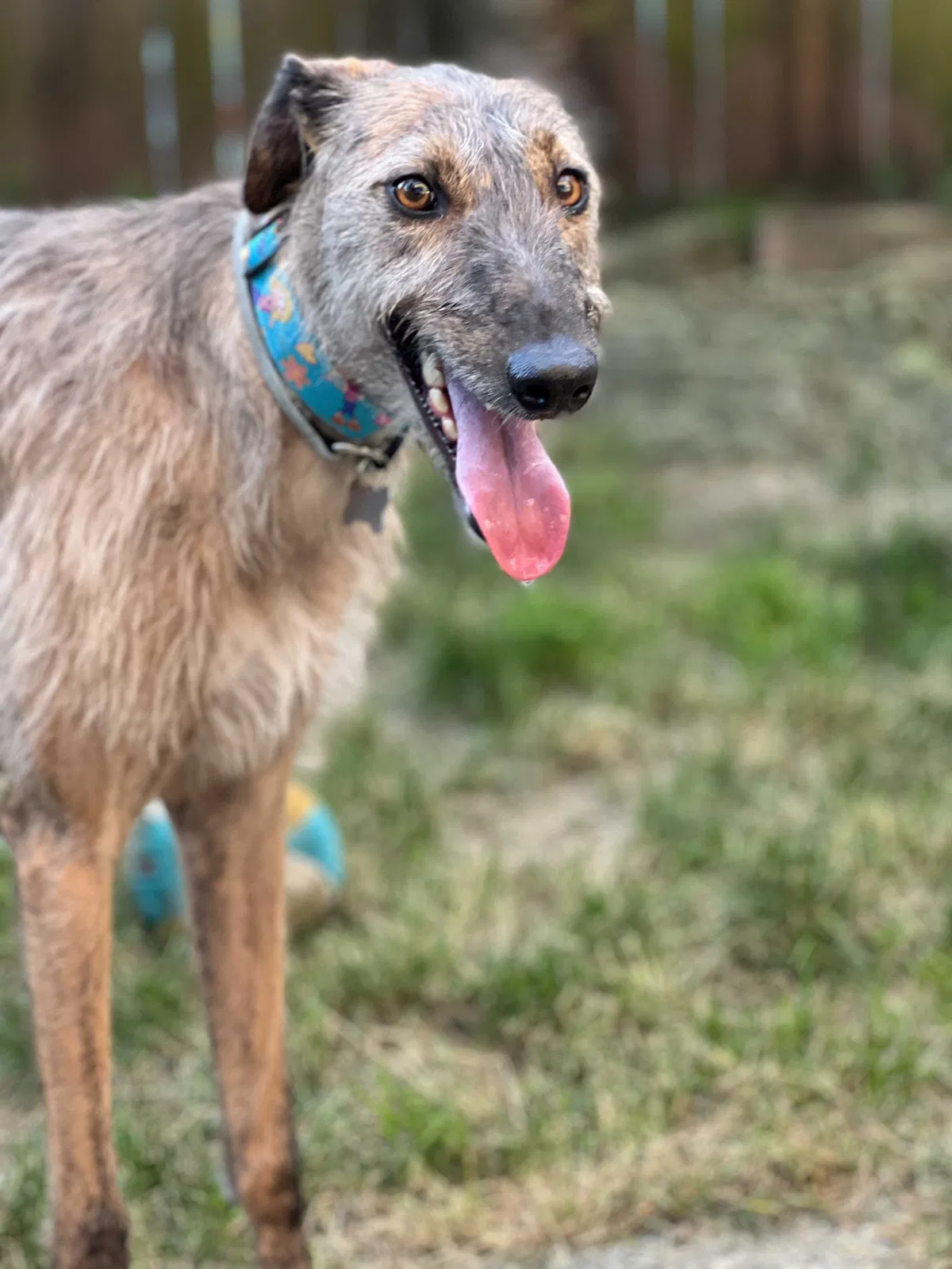 Lost dog in Arlington, WA, 98223