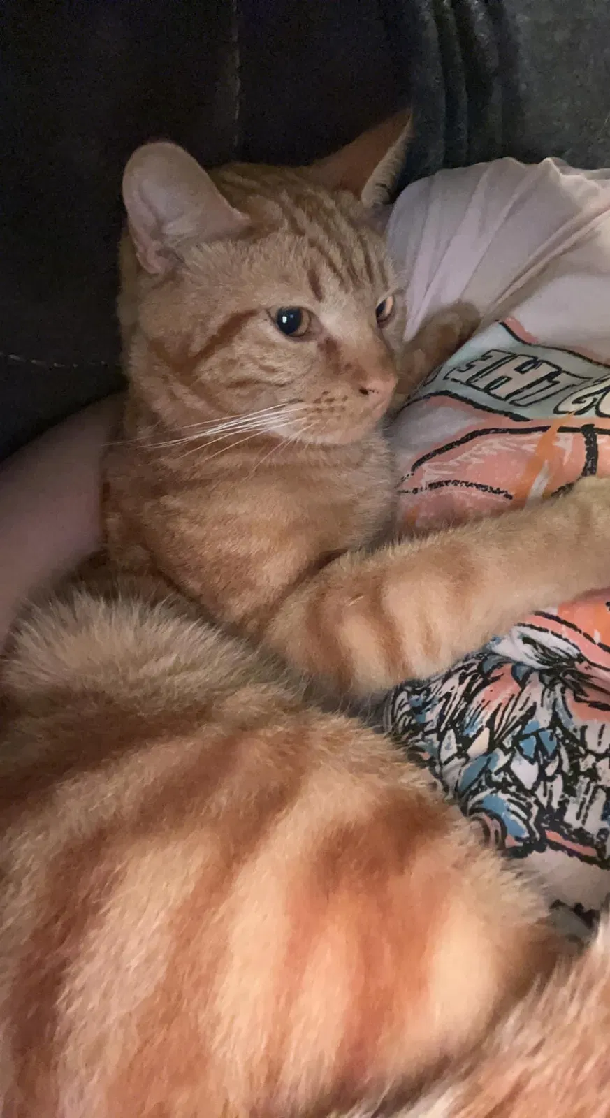 Lost cat in Tallahassee, FL, 32311
