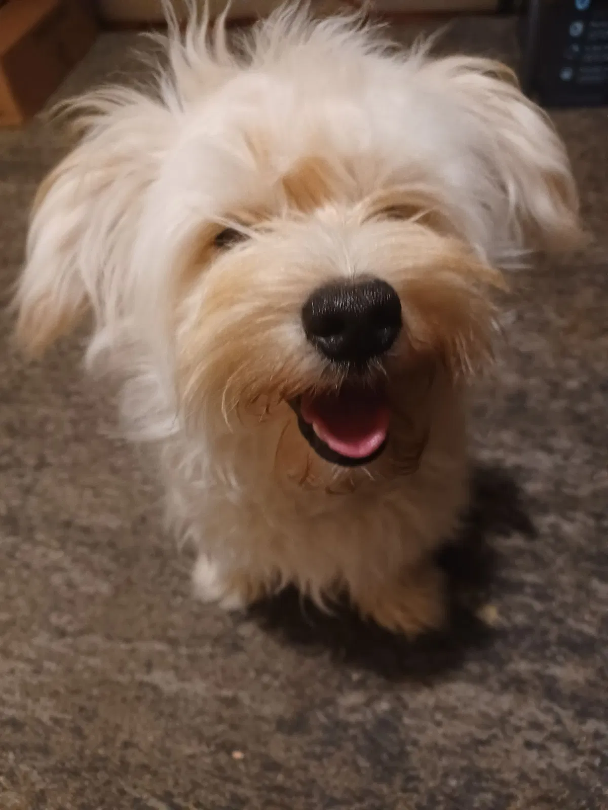 Lost dog in Grand Rapids, MI, 49503