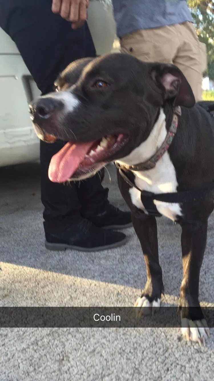 Lost dog in Kissimmee, FL, 34741