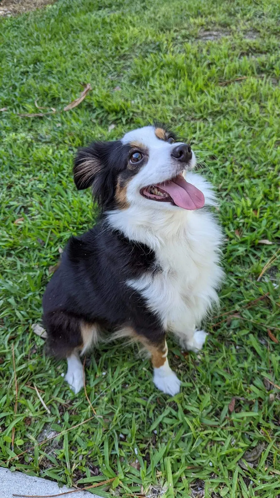 Lost dog in Lehigh Acres, FL, 33972