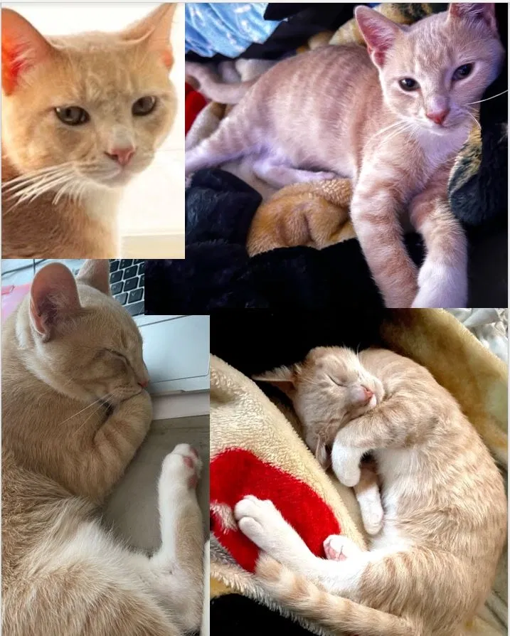 Lost cat in San Antonio, TX, 78238