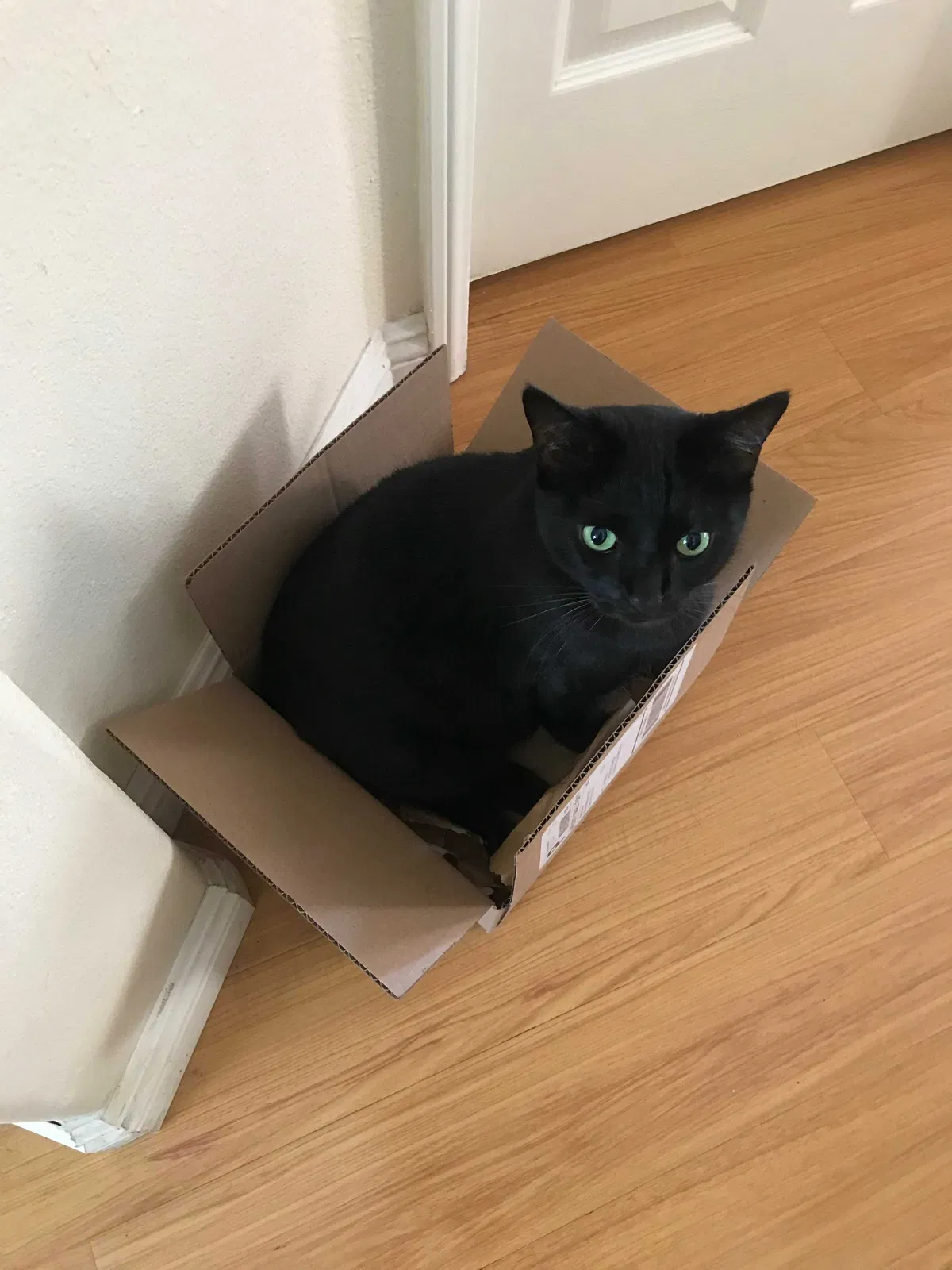 Lost cat in Buena Park, CA, 90620