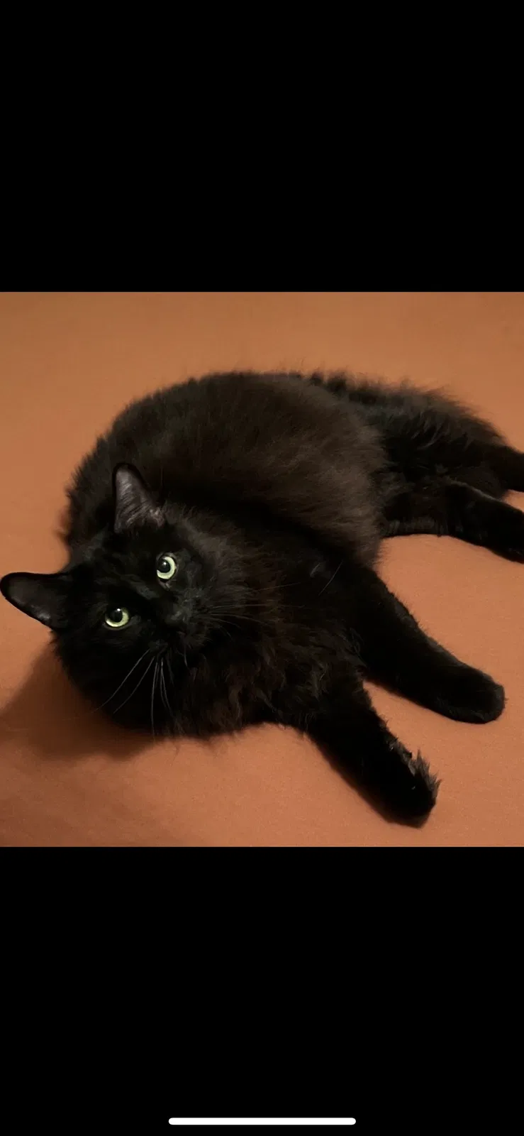 Lost cat in Austin, TX, 78748