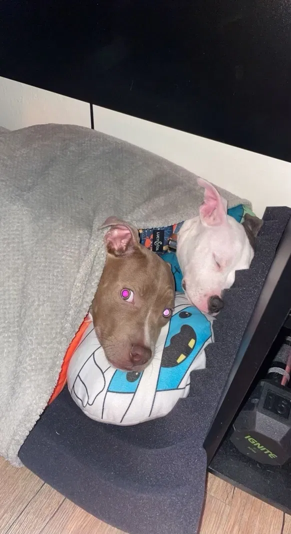 Lost dog in Fresno, CA, 93725