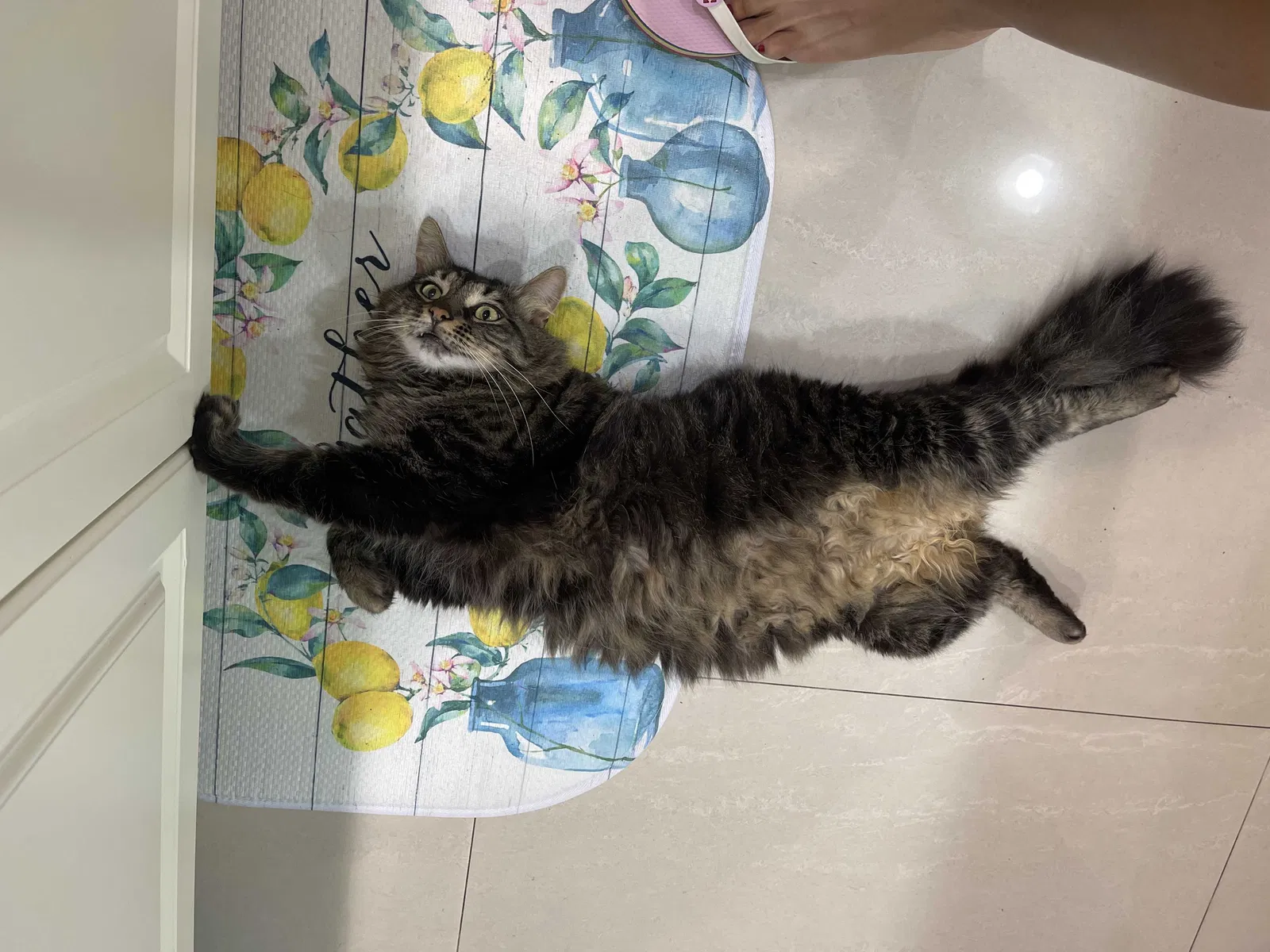Lost cat in Hialeah, FL, 33012