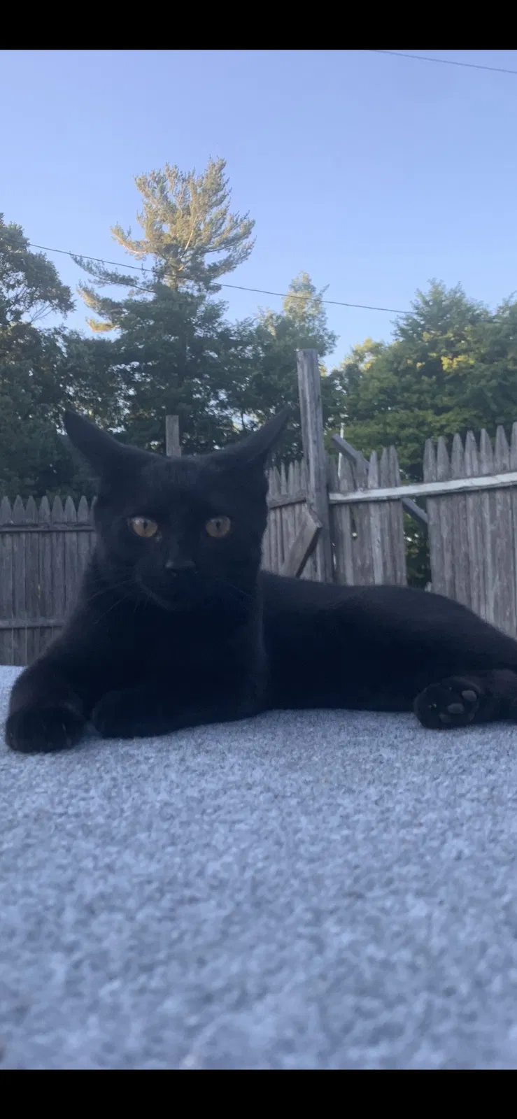 Lost cat in Columbiaville, MI, 48421