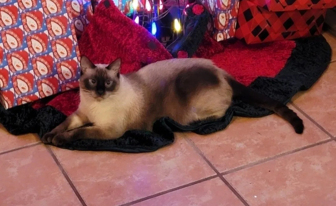 Lost cat in Cocoa, FL, 32926