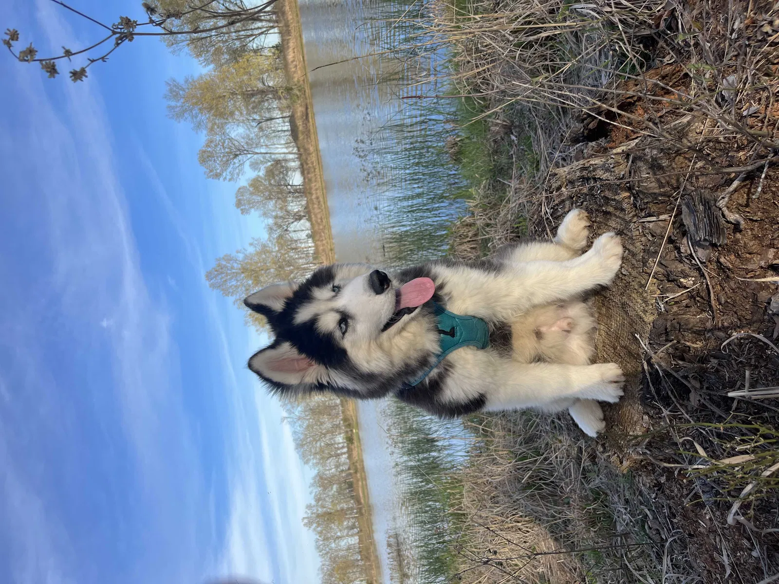 Lost dog in Fort Worth, TX, 76155