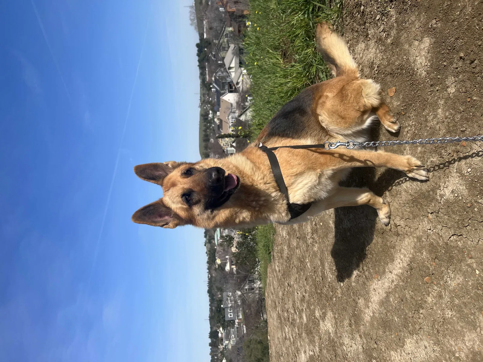Lost dog in Antioch, CA, 94531