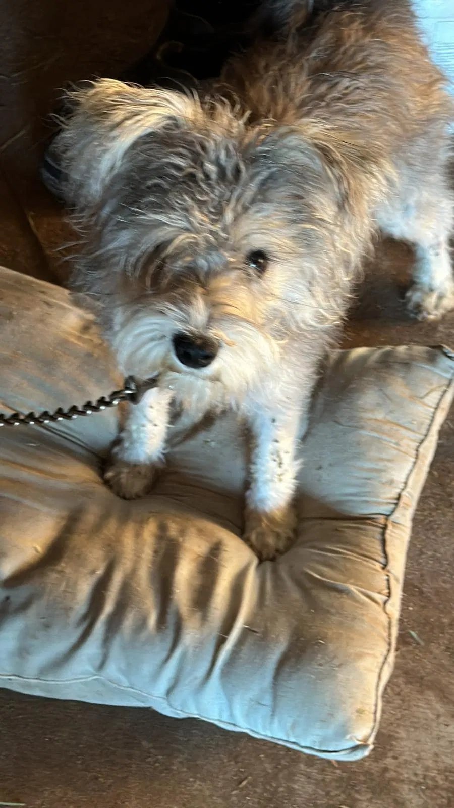 Lost dog in Ocala, FL, 34481