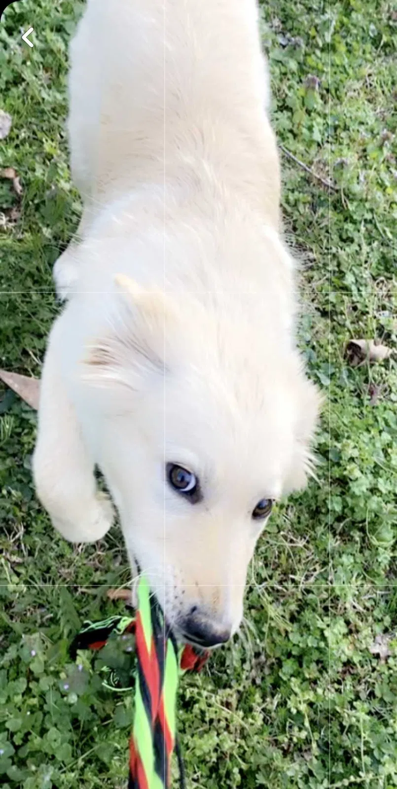 Lost dog in Lincolnton, NC, 28092