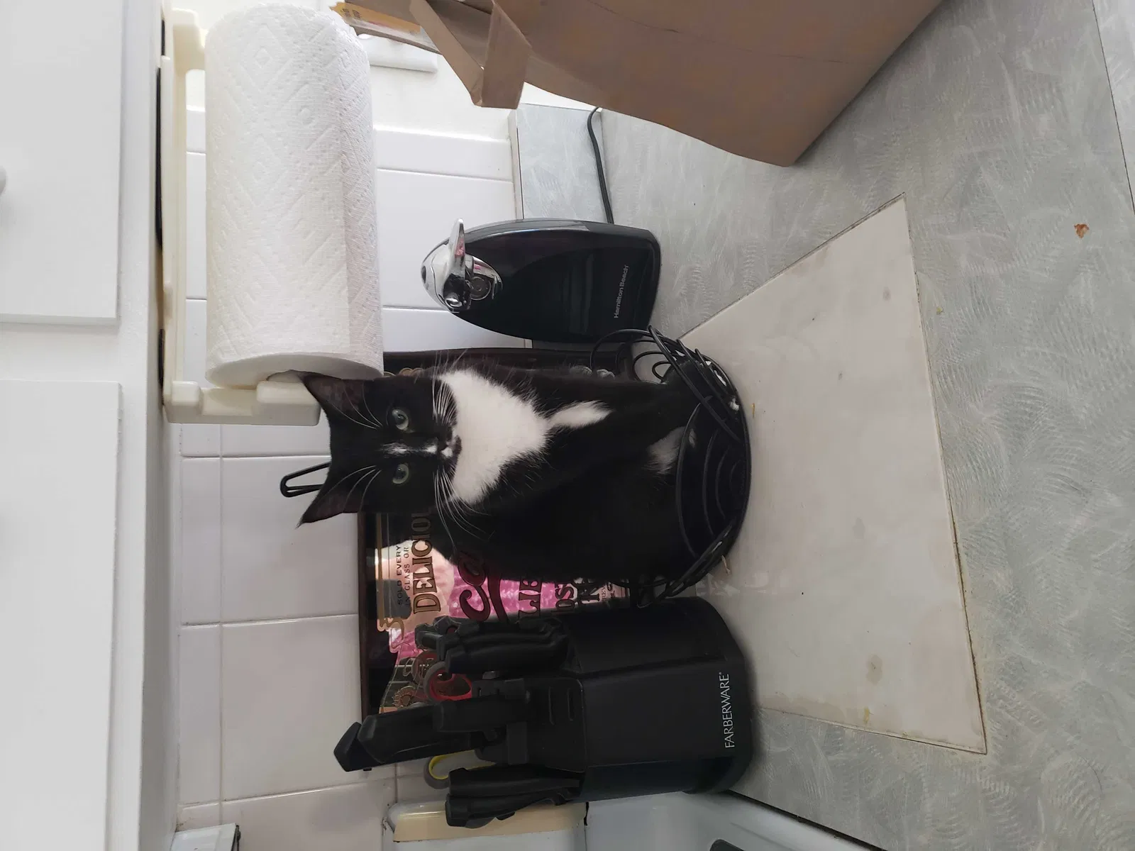 Lost cat in Daytona Beach, FL, 32119