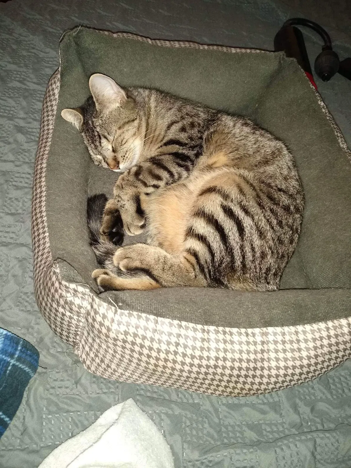 Lost cat in Fort Worth, TX, 76110