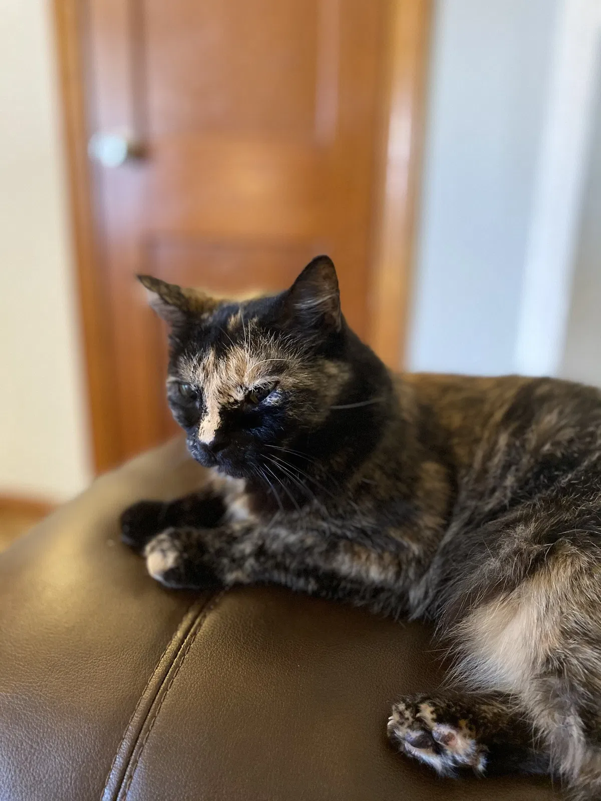 Lost cat in Wichita, KS, 67216
