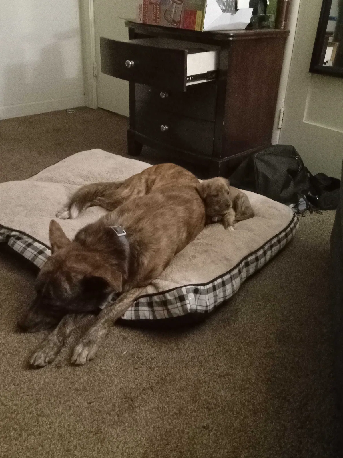Lost dog in Fresno, CA, 93727