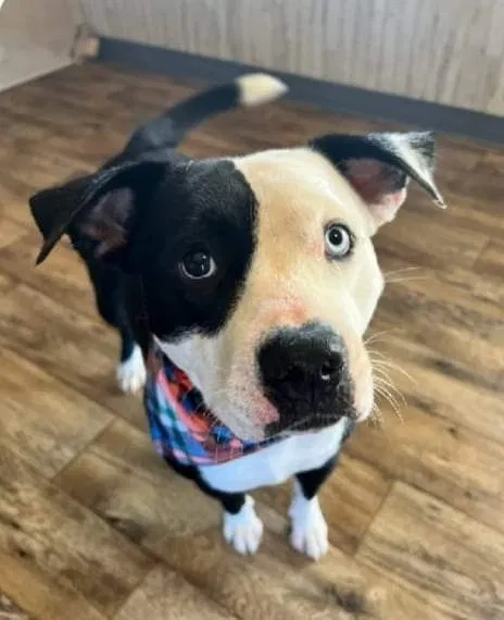 Lost dog in Booneville, MS, 38829