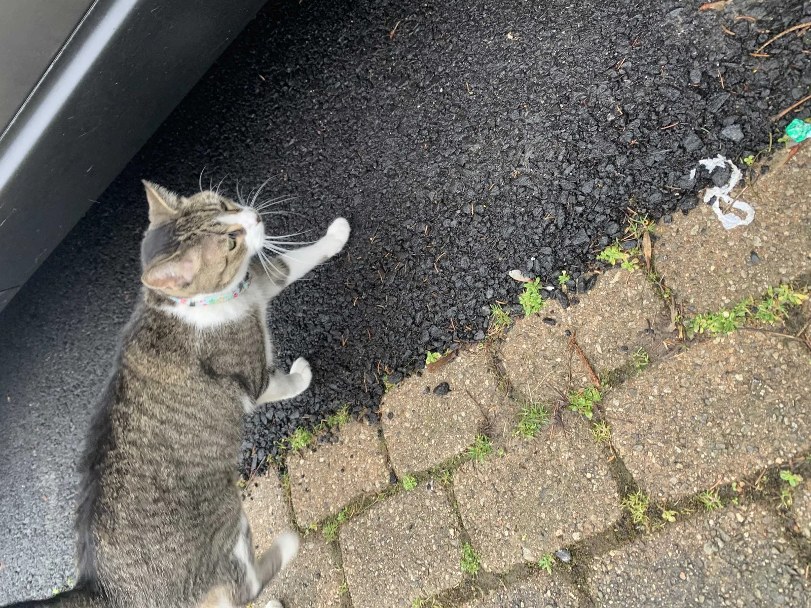 Found cat in Fairport, NY, 14450