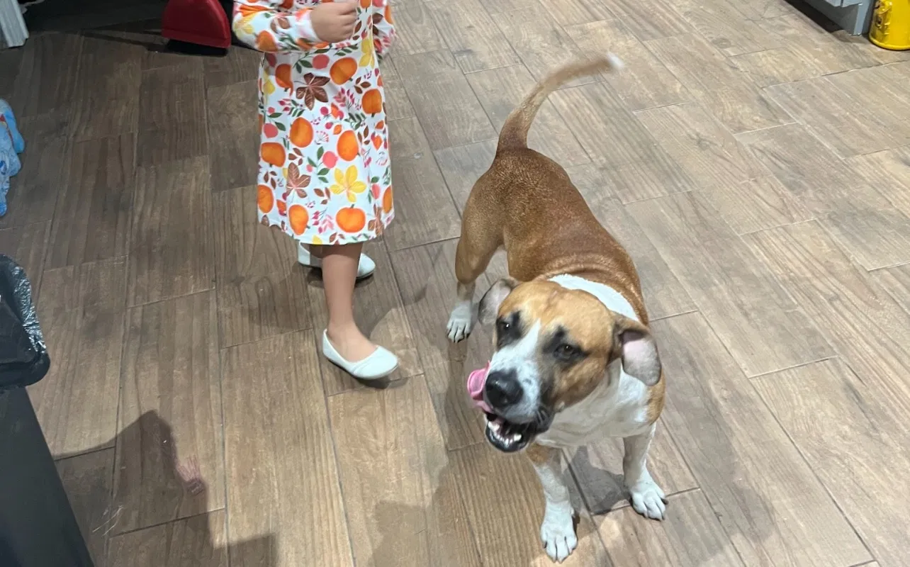 Lost dog in Channelview, TX, 77530