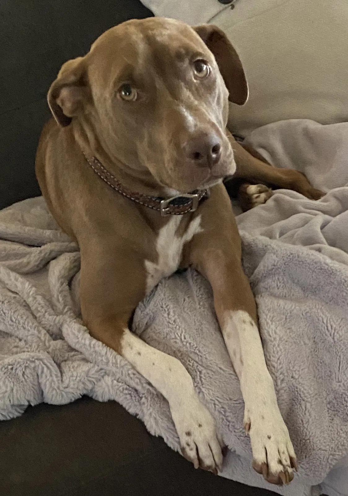 Lost dog in Mabank, TX, 75147