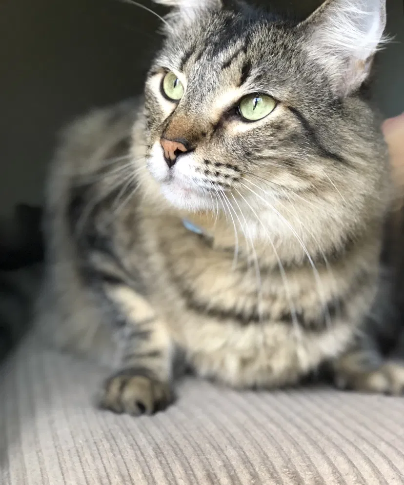 Lost cat in San Marcos, TX, 78666