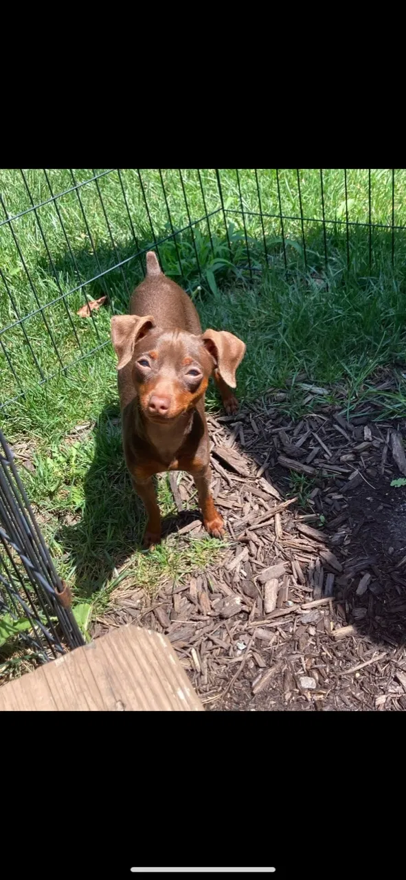 Lost dog in Knightdale, NC, 27545