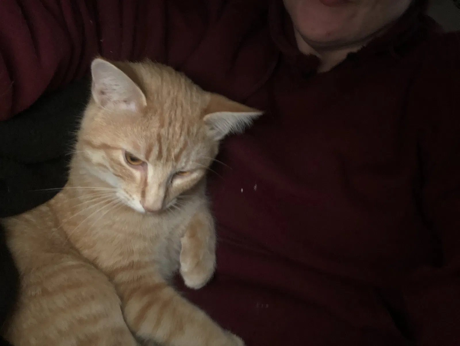 Lost cat in Muncie, IN, 47302