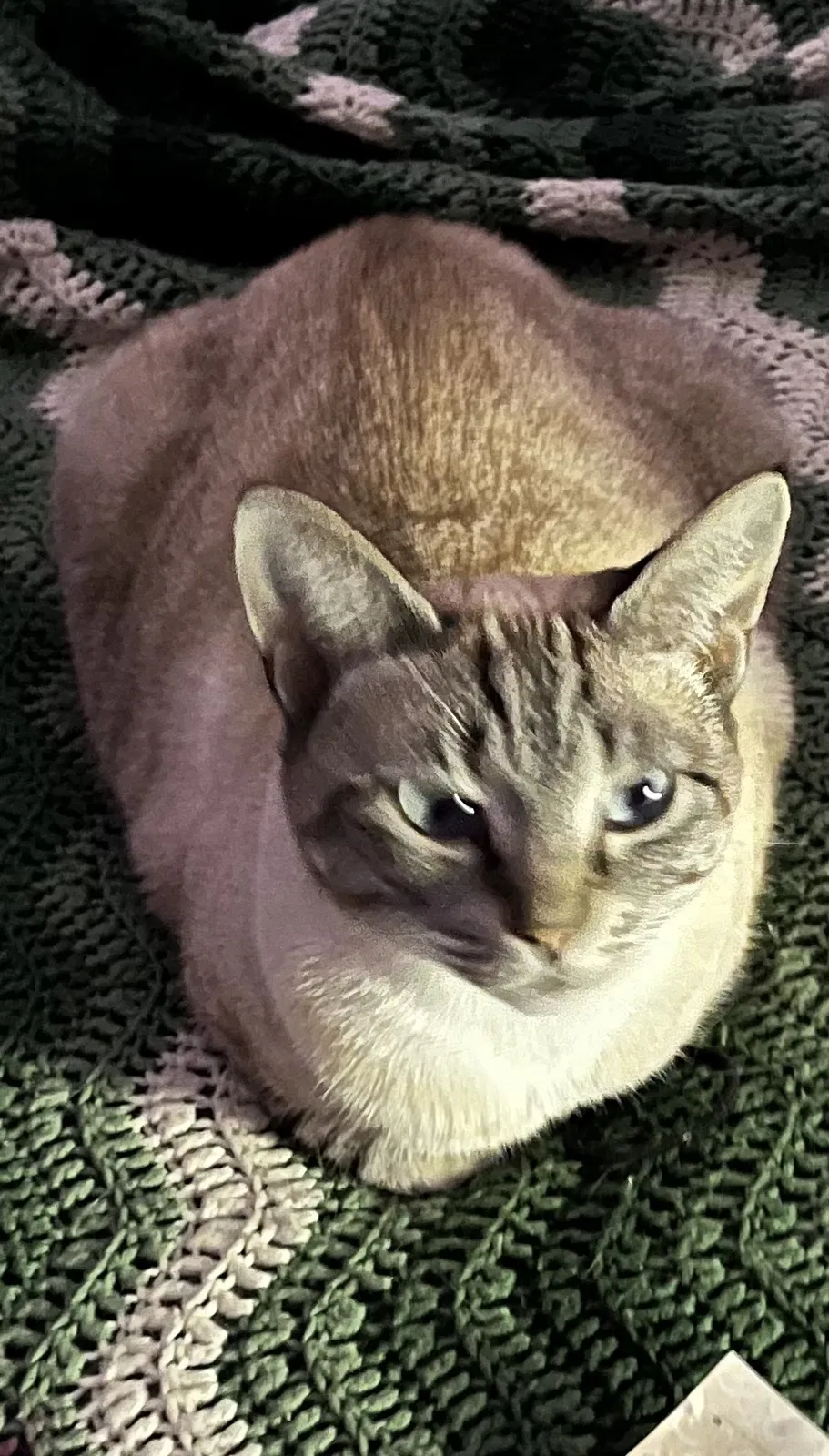 Lost cat in Oregon City, OR, 97045