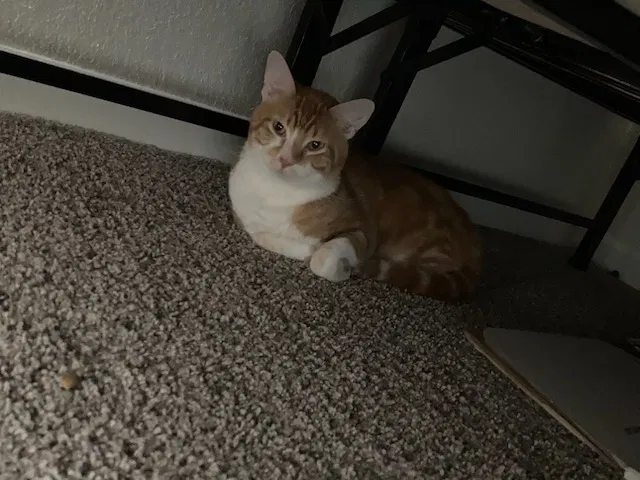 Found cat in Gardner, KS, 66030