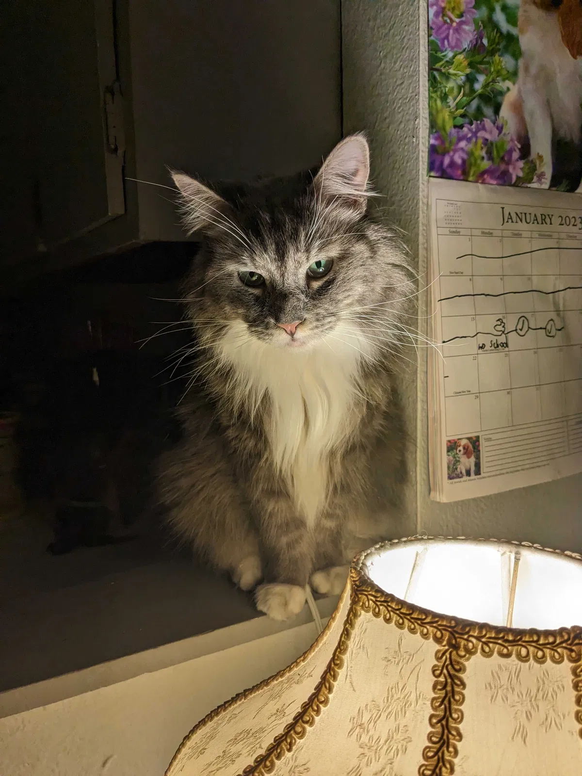 Lost cat in Colorado Springs, CO, 80917