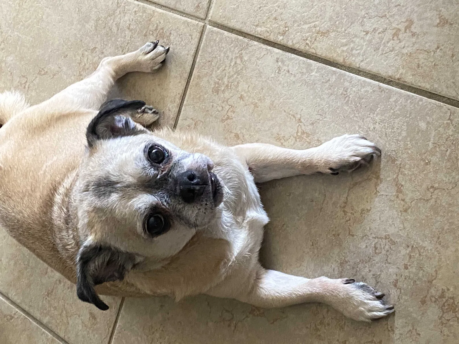 Lost dog in Rocky Ford, CO, 81067