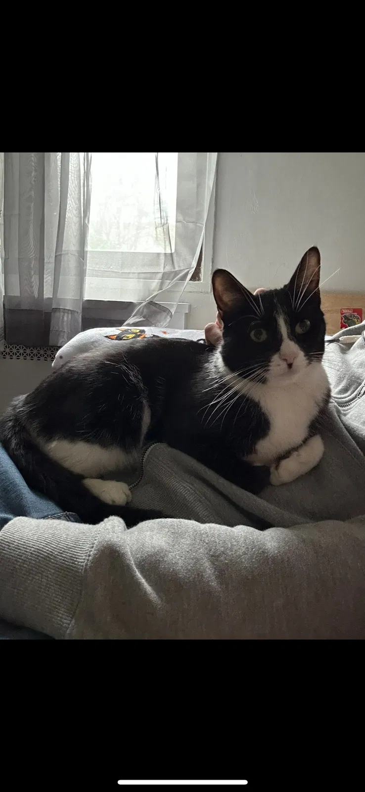 Lost cat in Clifton, NJ, 7012