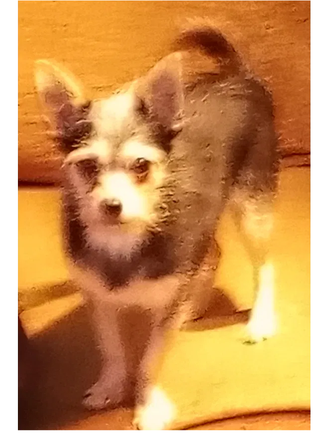 Lost dog in Sacramento, CA, 95826