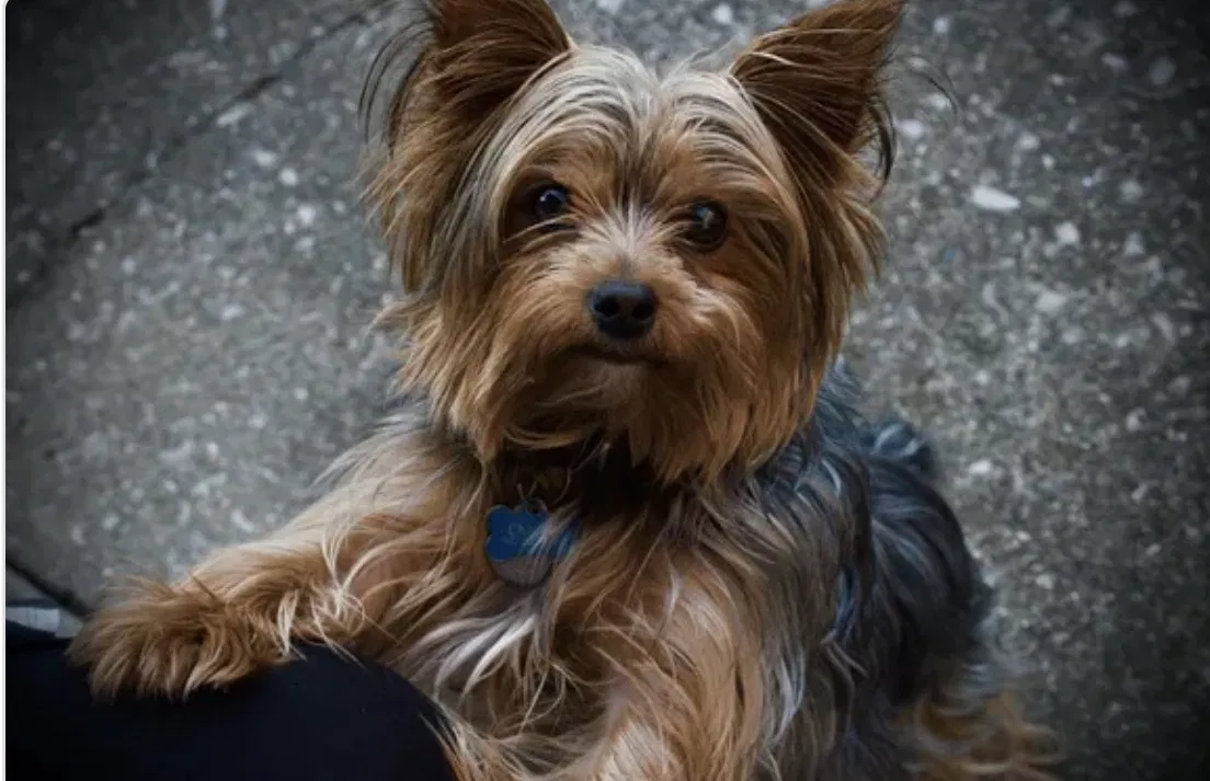 Lost dog in Louisville, KY, 40219