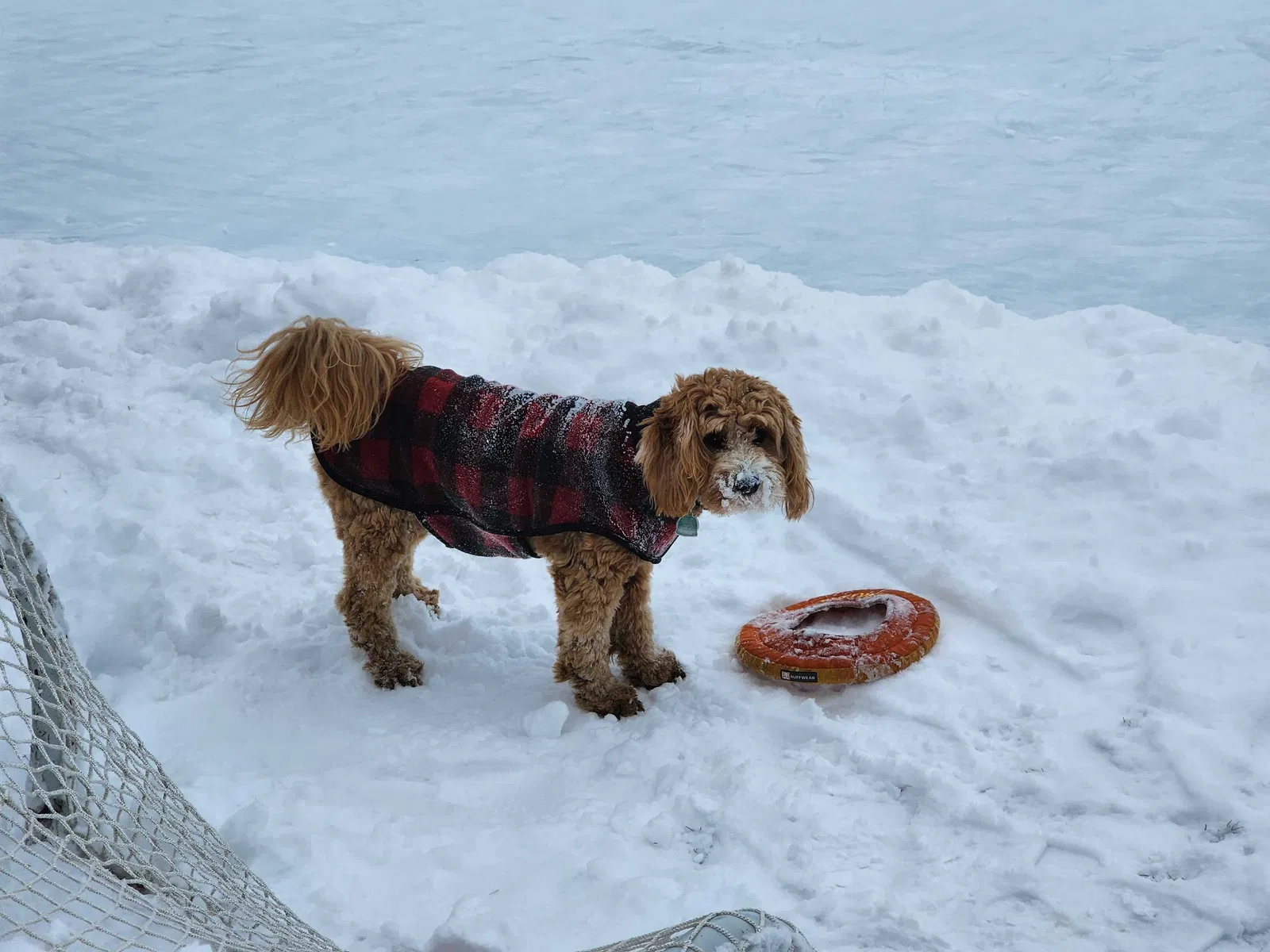 Lost dog in Perry, MI, 48872
