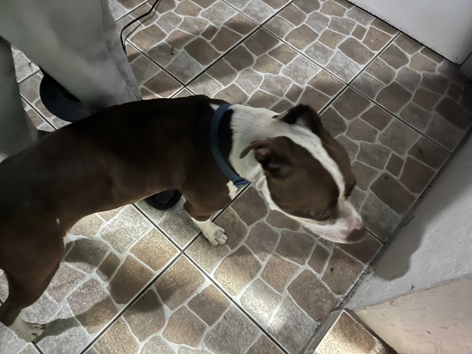 Found dog in Sebring, FL, 33875