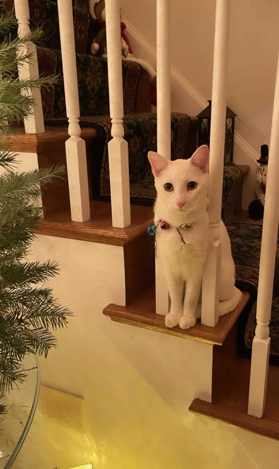 Lost cat in Deal, NJ, 7723
