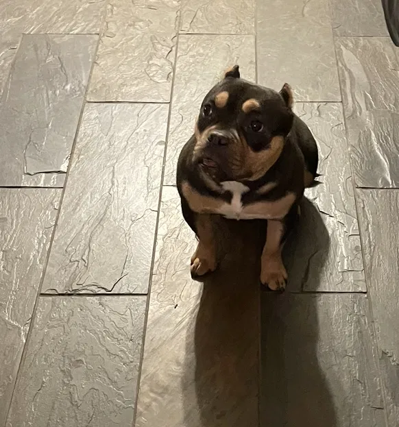 Lost dog in Channelview, TX, 77530