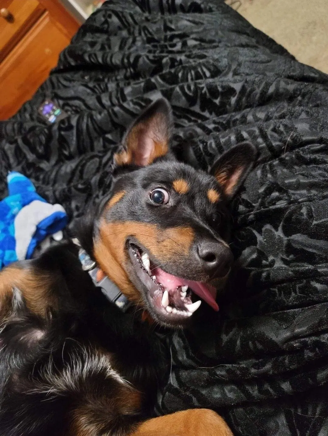 Lost dog in Rayne, LA, 70578