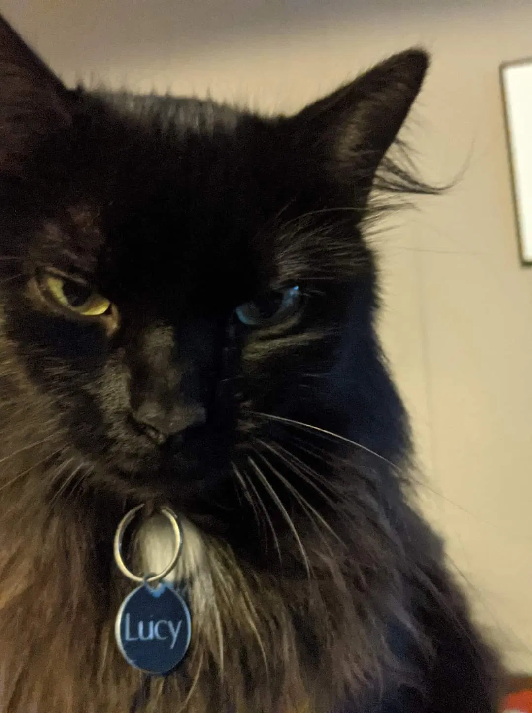 Lost cat in Tallahassee, FL, 32303