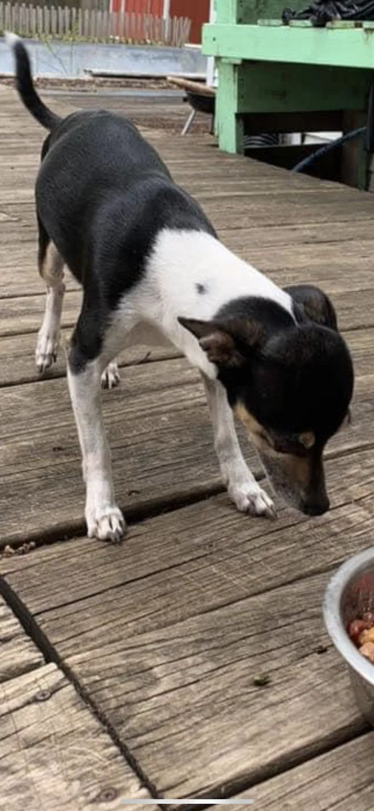 Lost dog in Springfield, IL, 62704