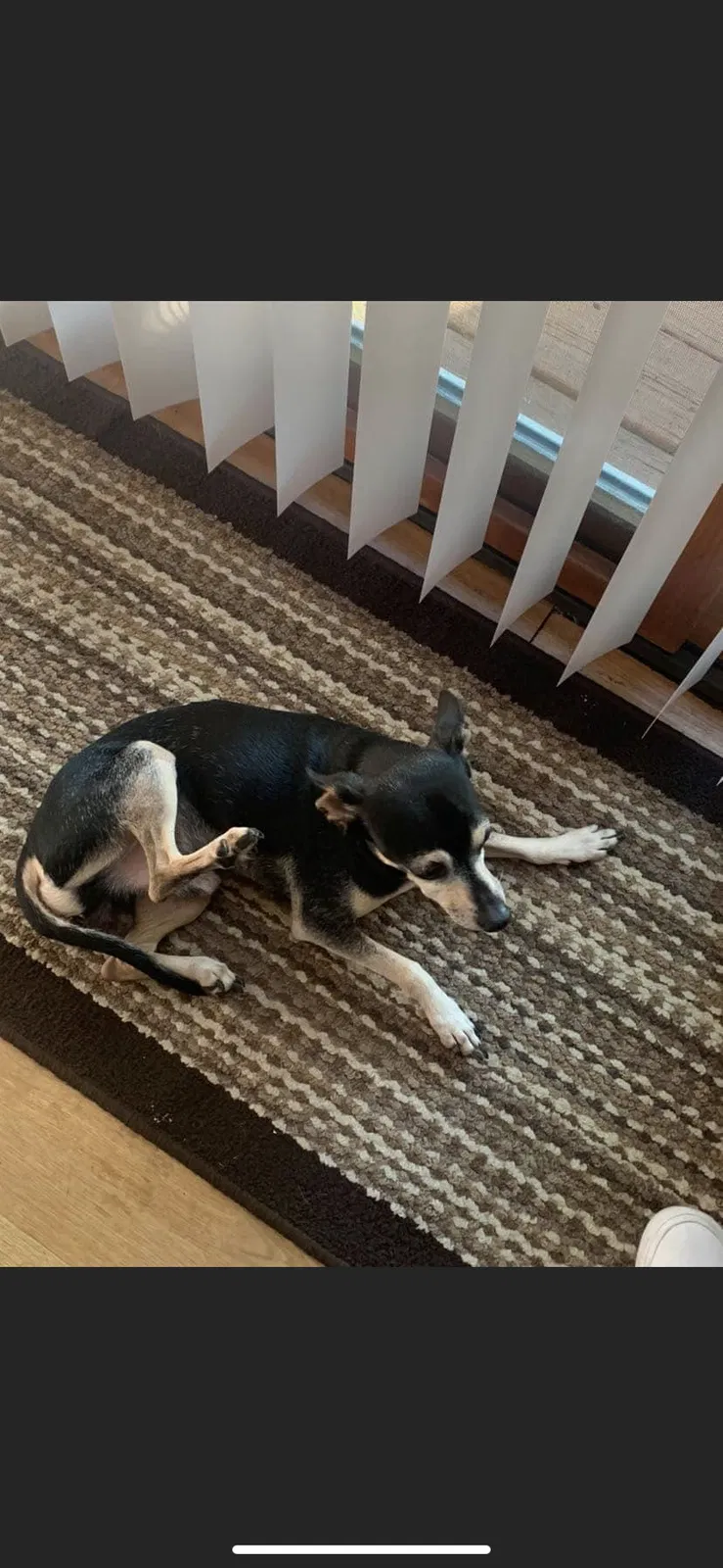 Lost dog in Springfield, IL, 62704