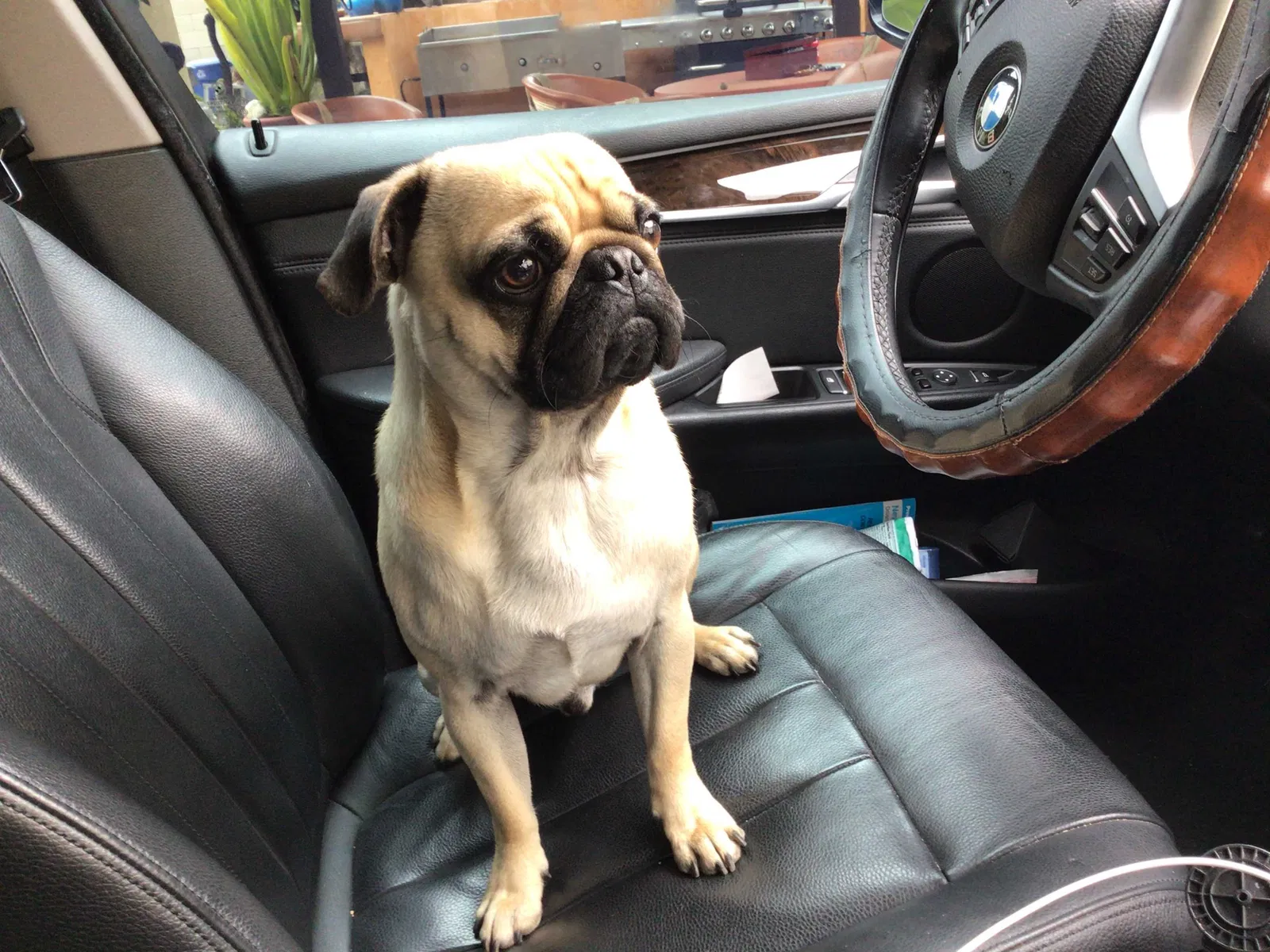 Lost dog in El Monte, CA, 91732