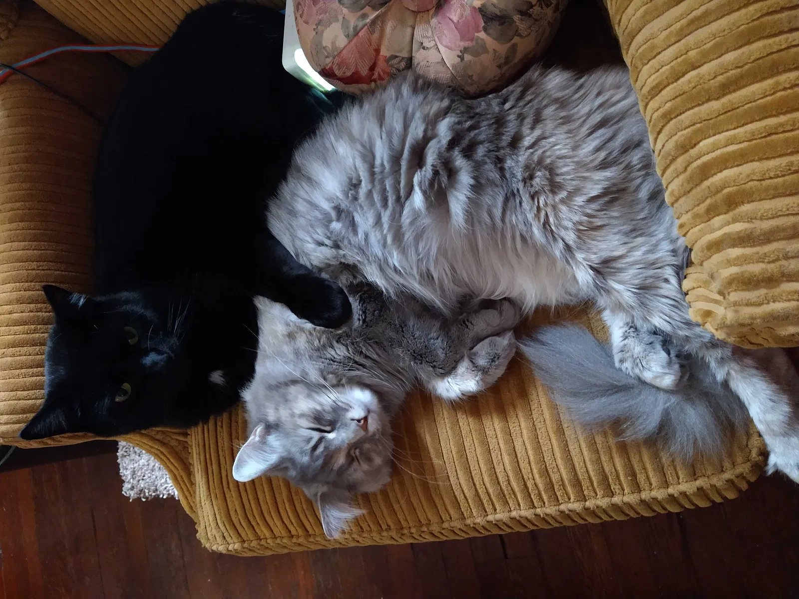 Lost cat in Indianapolis, IN, 46205