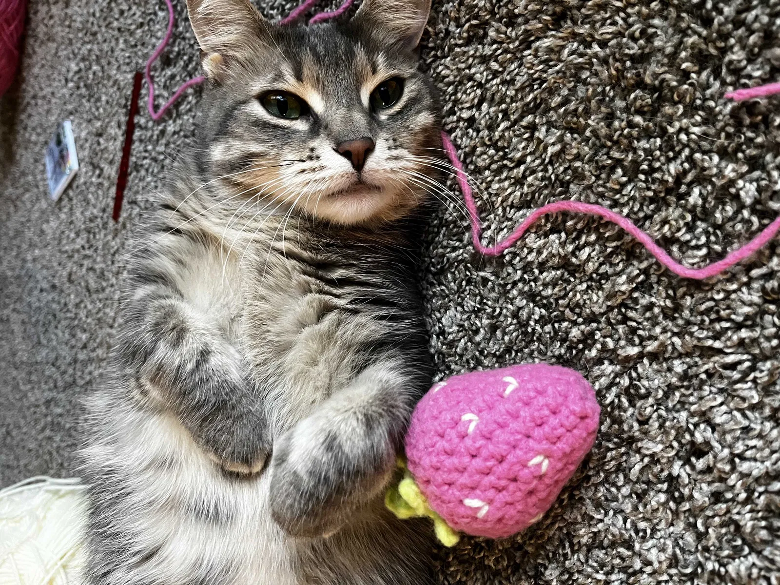 Lost cat in Raleigh, NC, 27610