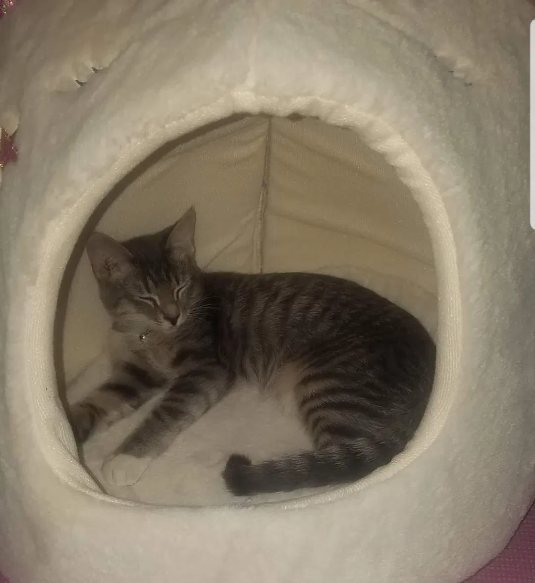 Lost cat in Fort Hood, TX, 76544