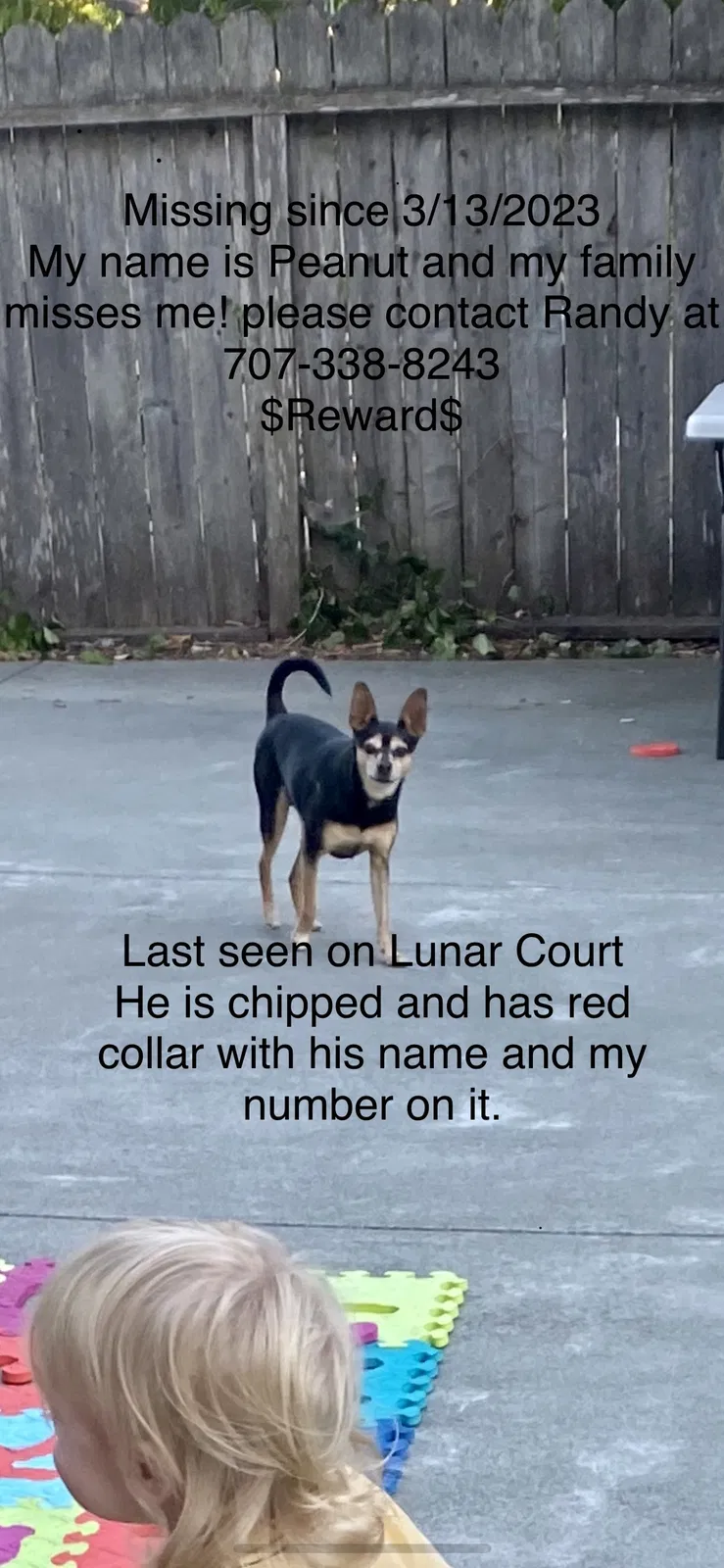 Lost dog in Rohnert Park, CA, 94928
