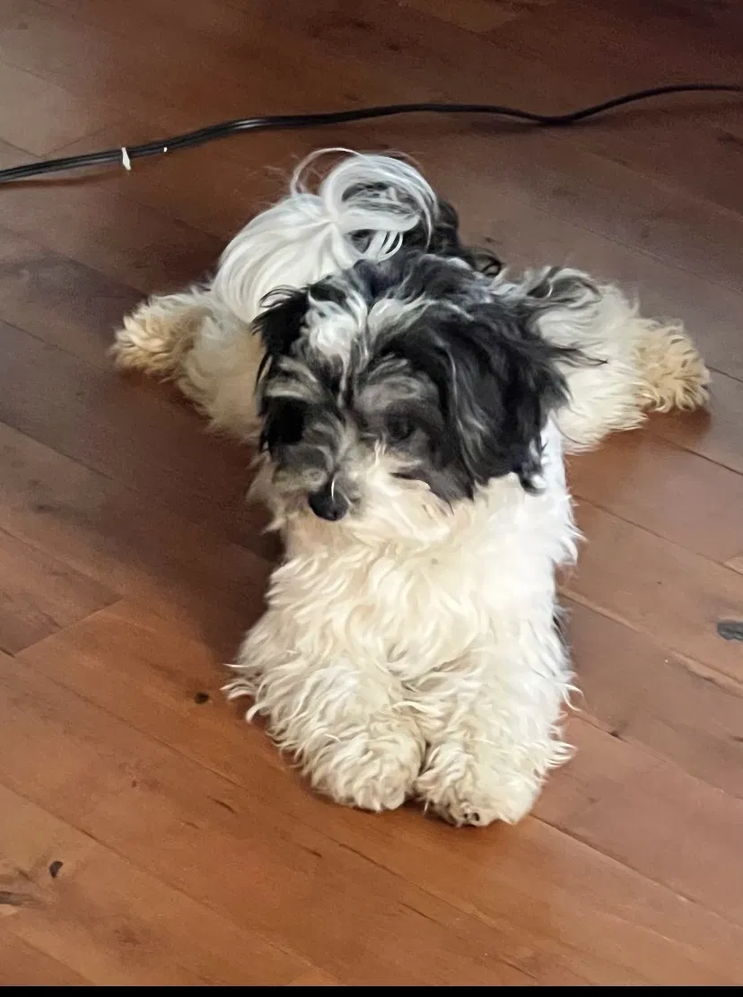 Lost dog in Spring, TX, 77379