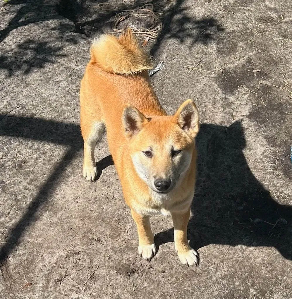 Lost dog in Cocoa, FL, 32922