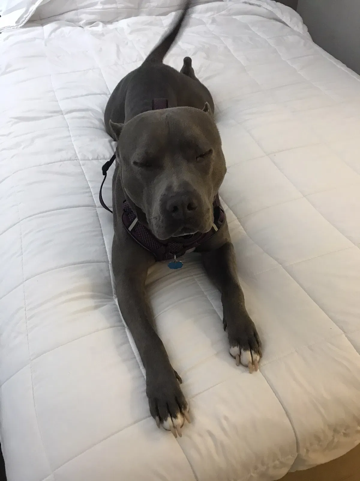Lost dog in Columbia, SC, 29204